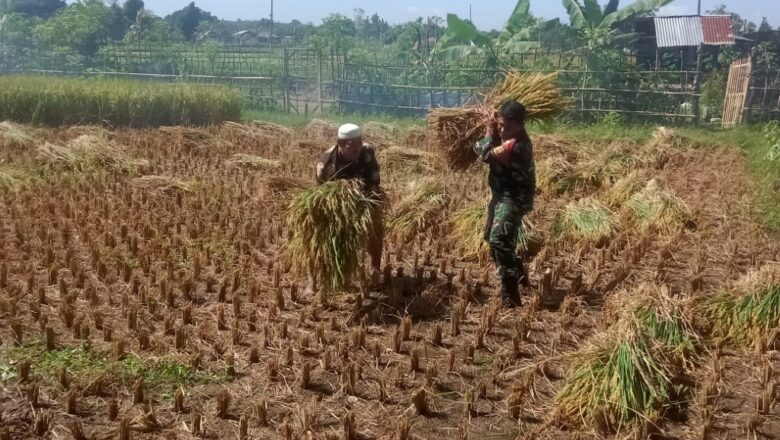 Wujudkan Ketahanan Pangan, Babinsa Peteluan Indah Panen Bersama