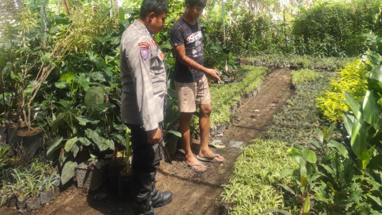 Ketahanan Pangan Dimulai dari Desa: Inisiatif Banyumulek Barat