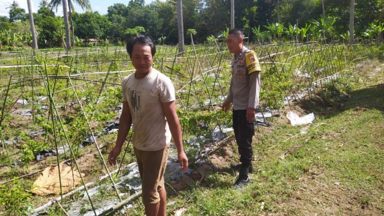 Polisi Aktif Bina Petani Cabai, Dorong Ketahanan Pangan Lombok Barat