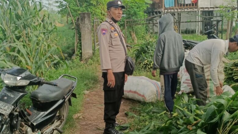Peran Aktif Polri dalam Ketahanan Pangan: Panen Jagung di Kediri, Lombok Barat