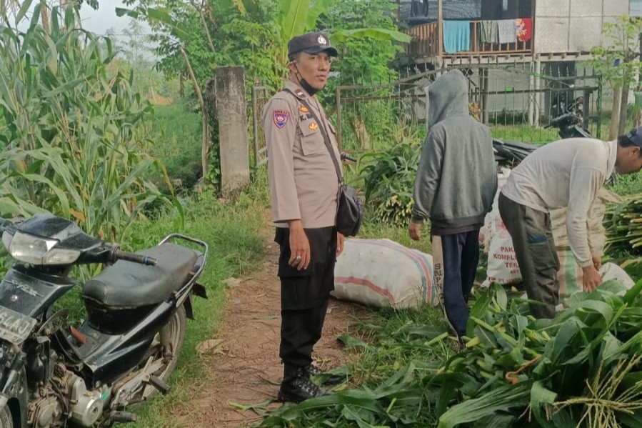 Bhabinkamtibmas Dampingi Panen Jagung di Ombe Baru Dukung Swasembada Pangan