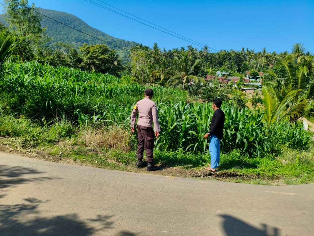 Bhabinkamtibmas Dampingi Petani Jagung di Mareje Timur, Lembar