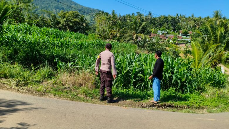 Sinergi Polri dan Petani Dorong Produktivitas Jagung di Lembar