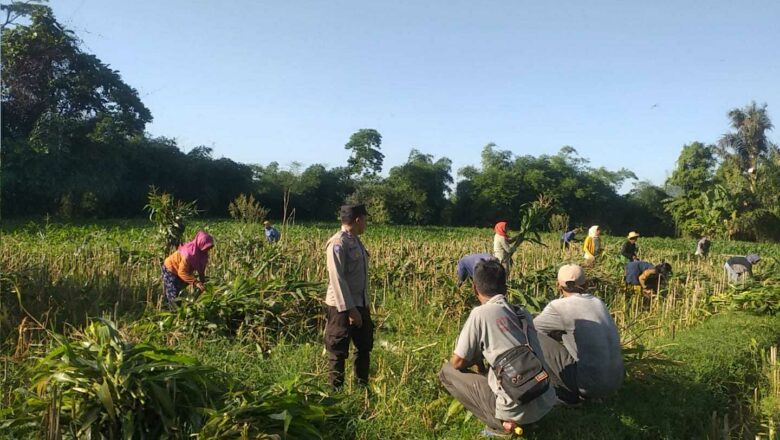 Inisiatif Ketahanan Pangan di Dusun Tambang Eleh Dapat Dukungan Polri