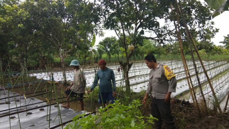 Sinergi Polsek Kediri dan Petani Dorong Stabilitas Pangan di Lombok Barat