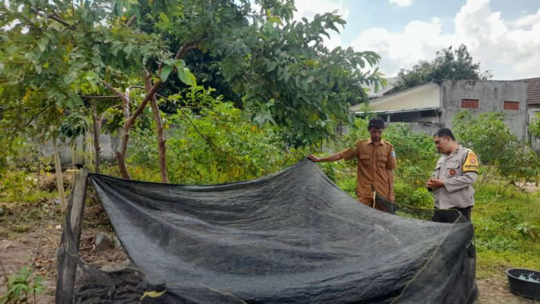 Ketahanan Pangan Dimulai dari Dusun: Inisiatif Hijau Warga Gelogor Selatan