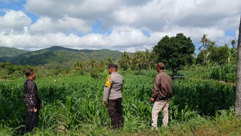 Sambang Petani di Gerung, Polri Tekankan Perawatan Tanaman Berkelanjutan