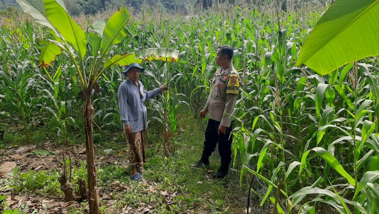 Polres Lombok Barat Dorong Produktivitas Petani Jagung di Jelateng Timur