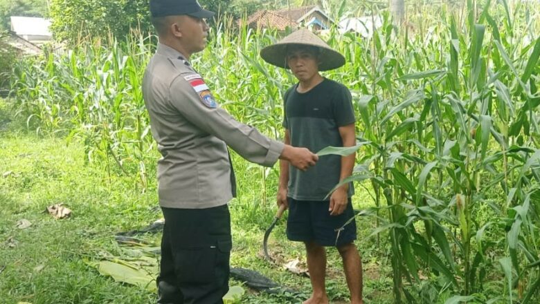 Optimalisasi Lahan Warga, Bhabinkamtibmas di Sekotong Dorong Swasembada
