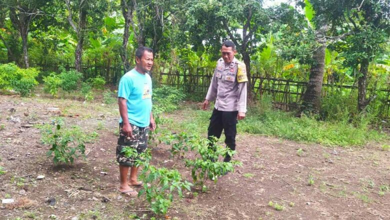 DDS Bhabinkamtibmas Batu Putih: Edukasi Pekarangan Tangguh Pangan