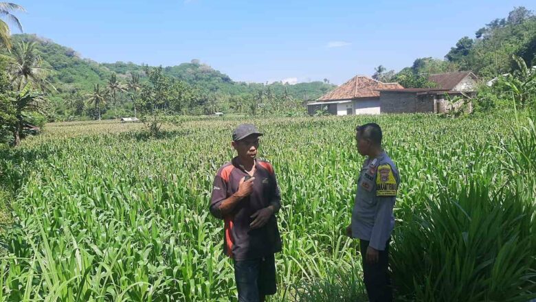 Polri Kawal Ketahanan Pangan di Dusun Jelateng, Lembar