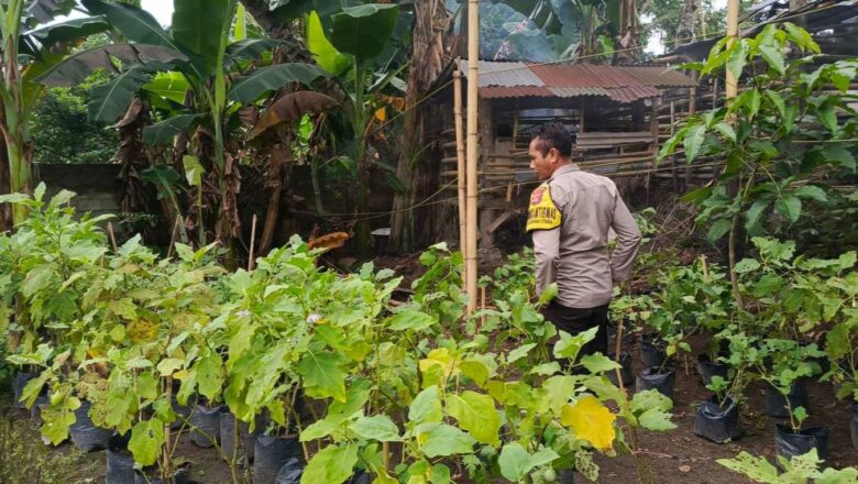 Pemuda Kuripan Utara Sulap Pekarangan Jadi Kebun Pangan Mandiri