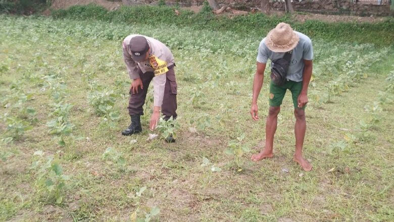 Optimalisasi Lahan Pertanian Desa Taman Ayu, Polri Ambil Peran Strategis