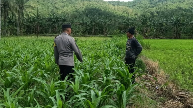 Silaturahmi Bhabinkamtibmas di Sekotong: Sinergi Jaga Kamtibmas dan Pertanian