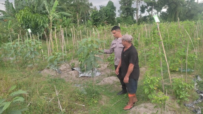 Ketahanan Pangan Dimulai dari Desa: Inisiatif Bhabinkamtibmas di Kuranji Dalang
