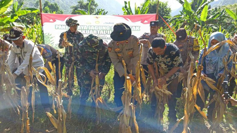 Polsek Batulayar Kawal Panen Jagung di Senggigi