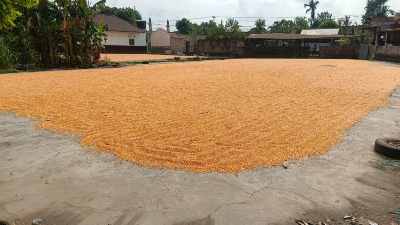 Bhabinkamtibmas Desa Beleka Pantau Stok Jagung untuk Stabilitas Pangan