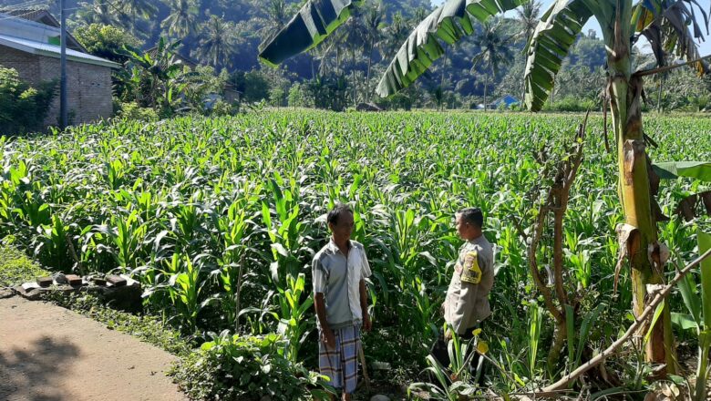 Peran Bhabinkamtibmas Lembar dalam Mendukung Petani Jagung Lokal