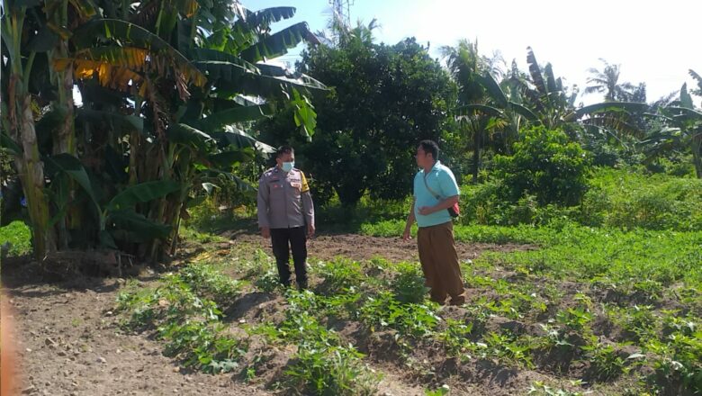 Bhabinkamtibmas Kuripan Aktif Bina Petani, Dukung Program Pangan Nasional