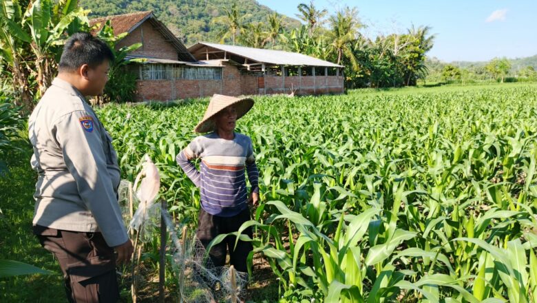 Bhabinkamtibmas Sekotong Timur Dampingi Petani, Petakan Tantangan Pangan Lokal