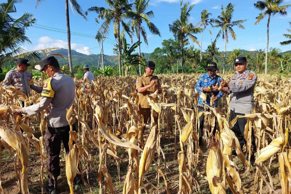 Polsek Gerung Aktif Dukung Rantai Pasok Pertanian