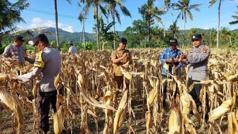 Dukungan Polsek Gerung untuk Petani Jagung Lombok Barat