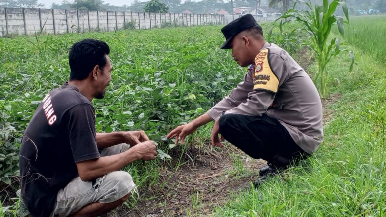 Dari Kuripan untuk Indonesia: Ketahanan Pangan Dimulai dari Rumah