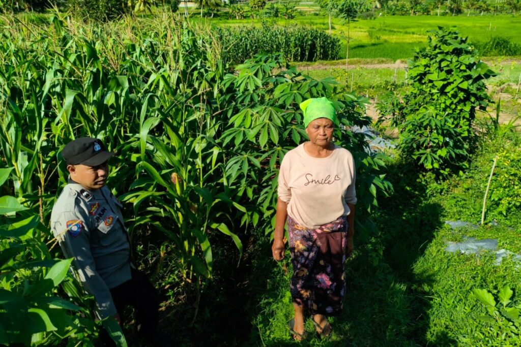 Polsek Lembar Dampingi Warga Mareje Timur Atur Tanam Jagung