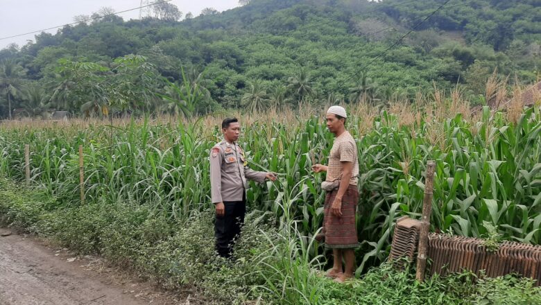 Sinergi Polri dan Petani Jagung di Desa Sekotong Timur