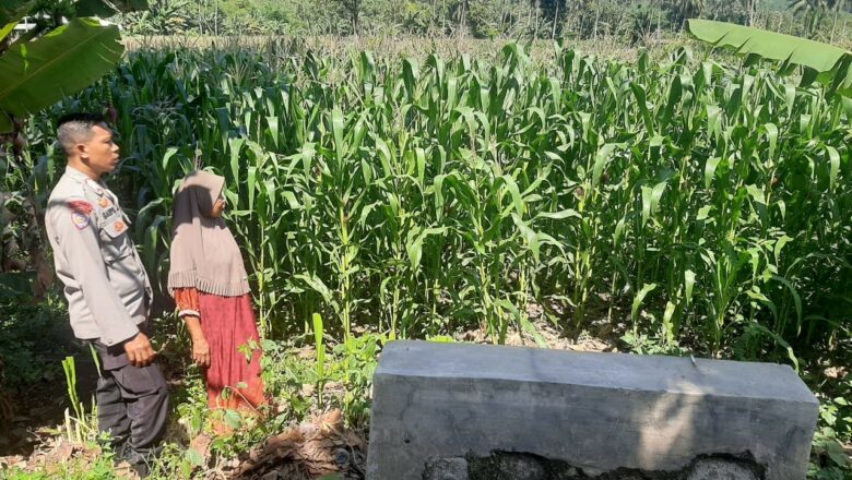 Bhabinkamtibmas Sambangi Petani Jagung di Sekotong Timur