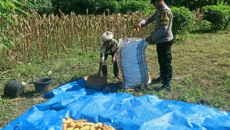 Ketahanan Pangan Dimulai dari Dusun Gelumpang Sekotong, Bhabinkamtibmas Turun Langsung
