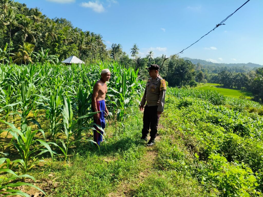 Sinergi Polri-Petani, Pengecekan Lahan Jagung di Mareje Timur