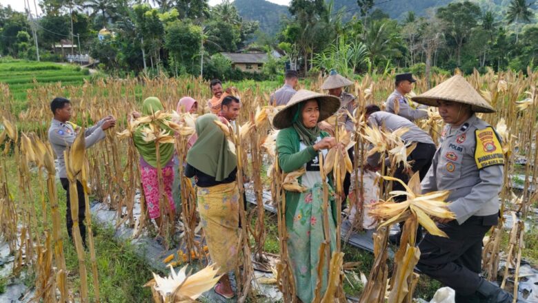 Swasembada Pangan: Kolaborasi Polsek dan Petani Mareje Timur