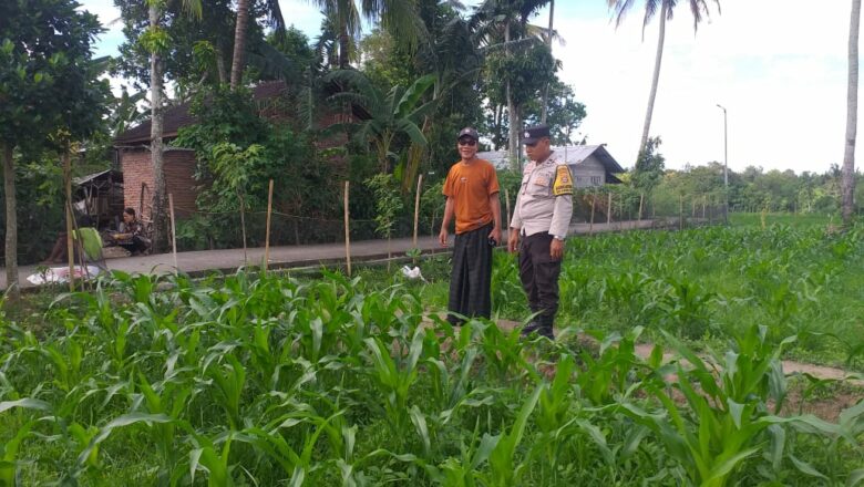 Pemantauan Pertanian oleh Polisi: Perkuat Sinergi dengan Petani di Kuripan Timur