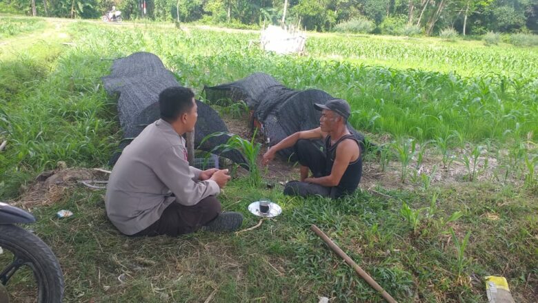 Bhabinkamtibmas Lembar Dampingi Petani Jagung dan Cabai
