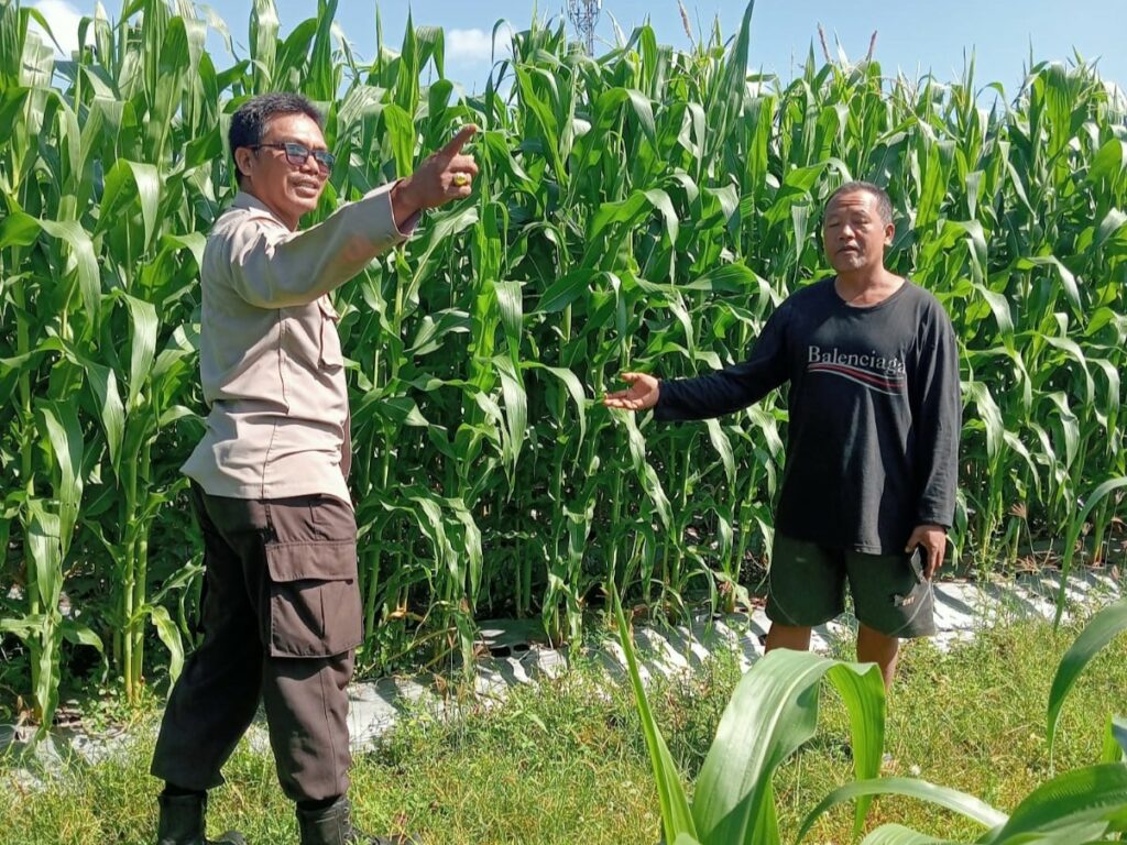 Polsek Lembar Dampingi Petani Jagung di Gunung Gundil