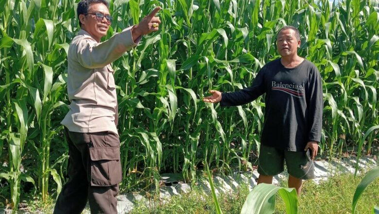 Sinergi Polri-Petani Dukung Ketahanan Pangan di Lombok Barat