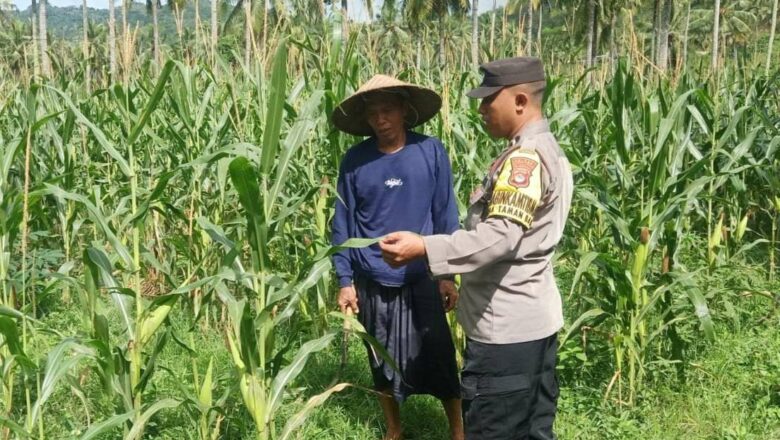 Polri Dampingi Petani Jagung di Sekotong: Sinergi Menuju Swasembada Pangan