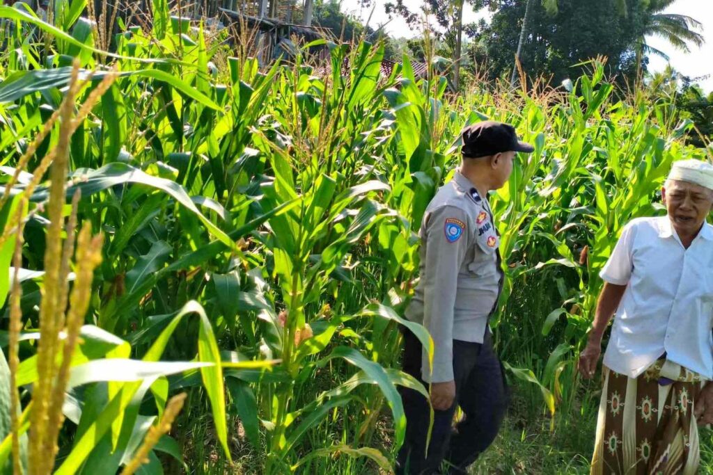 Langkah Strategis Polri Jaga Ketahanan Pangan di Desa Mareje Timur