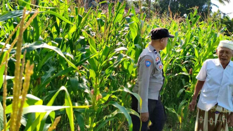 Sinergi Polri dan Petani Mareje Timur Perkuat Produksi Jagung Lokal