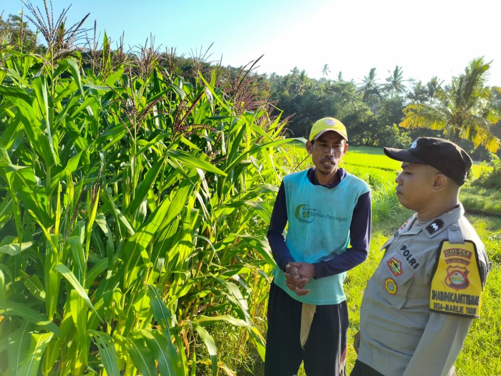 pertanian, polisi, jagung, Mareje, Lembar, pangan, petani, desa, keamanan, panen