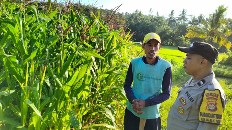 Bhabinkamtibmas Lembar Aktif Dampingi Petani Jagung Mareje Timur