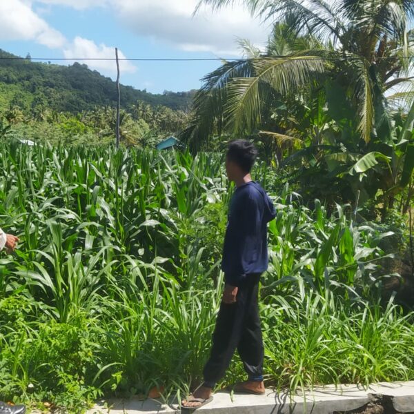 Bhabinkamtibmas Eyat Mayang Dampingi Petani Jagung Hadapi Tantangan Cuaca