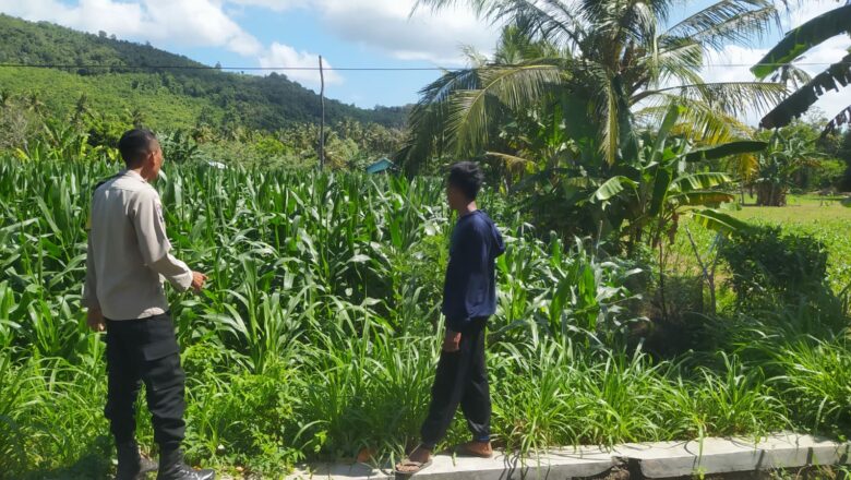 Bhabinkamtibmas Eyat Mayang Dampingi Petani Jagung Hadapi Tantangan Cuaca