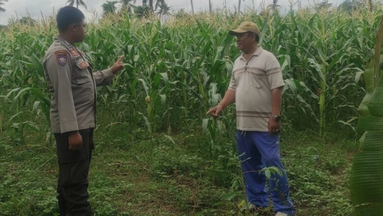 Polri Dukung Ketahanan Pangan di Desa Banyumulek: Sinergi Bhabinkamtibmas dan Petani Jagung