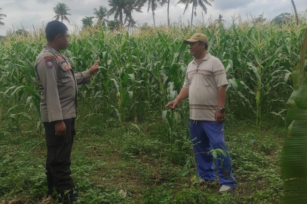 Pemanfaatan Pekarangan dan Jagung Siap Panen, Banyumulek Jadi Contoh Ketahanan Pangan NTB