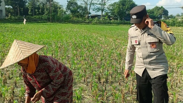 Sinergi Polsek Gerung dan Petani Dorong Ketahanan Pangan di Desa Babussalam