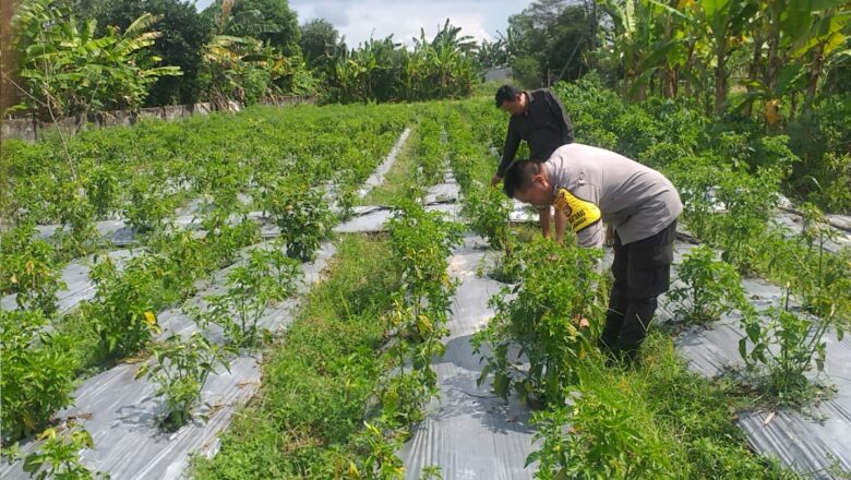 Inisiatif Ketahanan Pangan Dimulai dari Pekarangan Warga di Desa Jagaraga, Kuripan