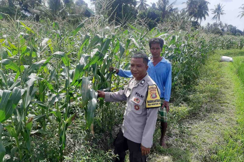 Bhabinkamtibmas Montong Are Dorong Ketahanan Pangan Melalui Pendataan Petani Jagung
