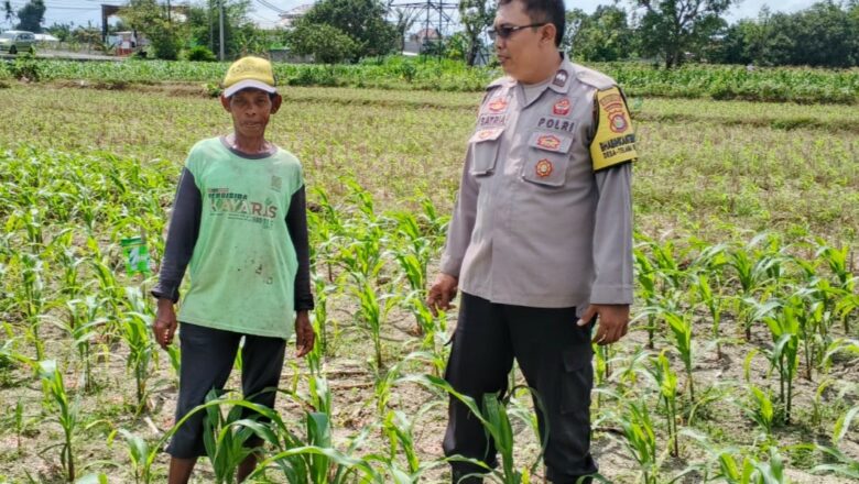 Dusun Paok Kambut Bergerak: Ketahanan Pangan Dimulai dari Pekarangan Sendiri